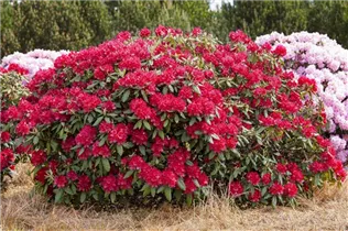  - Rhododendron 'Torero'®