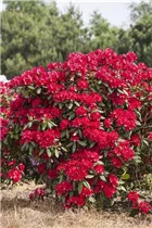  - Rhododendron 'Torero'®