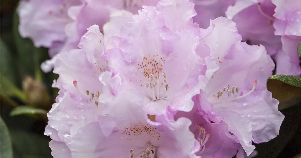 Rhododendron yakushimanum 'Biko'