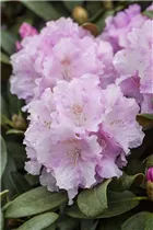  - Rhododendron yakushimanum 'Biko'