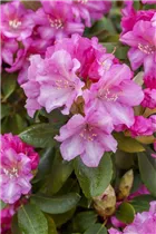  - Rhododendron yakushimanum 'Blurettia'