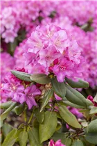  - Rhododendron yakushimanum 'Blurettia'