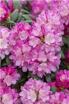  - Rhododendron yakushimanum 'Blurettia'