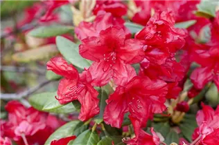  - Rhododendron yakushimanum 'September Red'