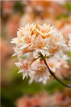  - Rhododendron 'Van Houttei Flore Pleno'