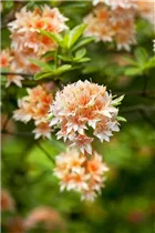  - Rhododendron 'Van Houttei Flore Pleno'