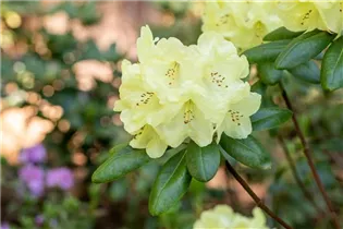 - Rhododendron yakushimanum 'Centennial Gold'