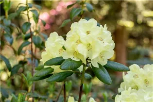  - Rhododendron yakushimanum 'Centennial Gold'