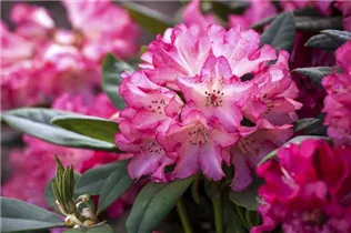  - Rhododendron yakushimanum 'Leuchtfeuer'