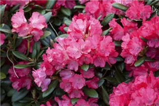  - Rhododendron yakushimanum 'Leuchtfeuer'