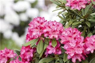  - Rhododendron yakushimanum 'Leuchtfeuer'