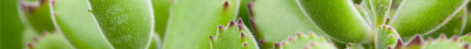 Kalanchoe tomentosa Kalanchoe tomentosa