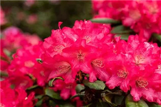  - Rhododendron yakushimanum 'Leuchtfeuer'