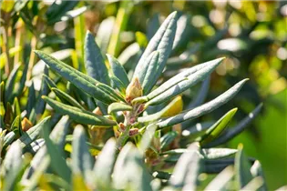  - Rhododendron yakushimanum 'Crimson Pipin'