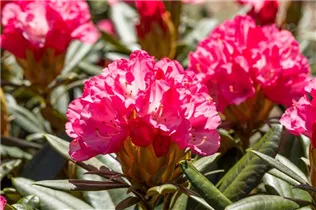  - Rhododendron yakushimanum 'Love Song'