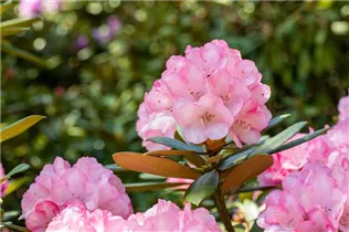  - Rhododendron yakushimanum 'Love Song'