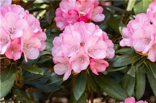  - Rhododendron yakushimanum 'Love Song'