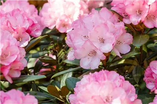  - Rhododendron yakushimanum 'Love Song'