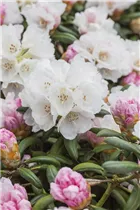  - Rhododendron yakushimanum 'Koichiro Wada'