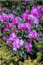  - Rhododendron yakushimanum 'Lumina'