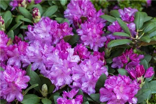  - Rhododendron yakushimanum 'Lumina'