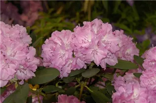  - Rhododendron yakushimanum 'Lumina'