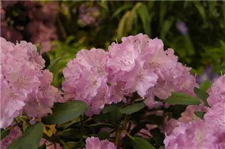  - Rhododendron yakushimanum 'Lumina'