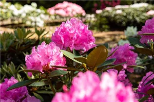  - Rhododendron yakushimanum 'Lumina'