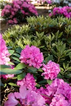  - Rhododendron yakushimanum 'Lumina'