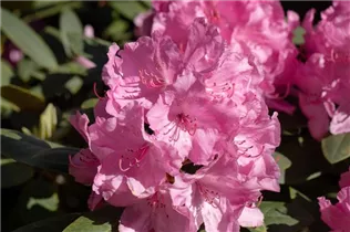  - Rhododendron yakushimanum 'Lumina'