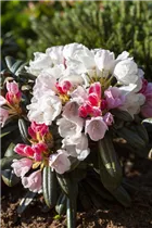  - Rhododendron yakushimanum 'Edelweiß'