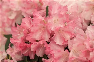  - Rhododendron yakushimanum 'Marlis'