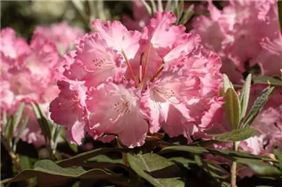  - Rhododendron yakushimanum 'Marlis'