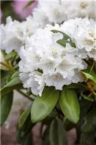  - Rhododendron yakushimanum 'Falling Snow'