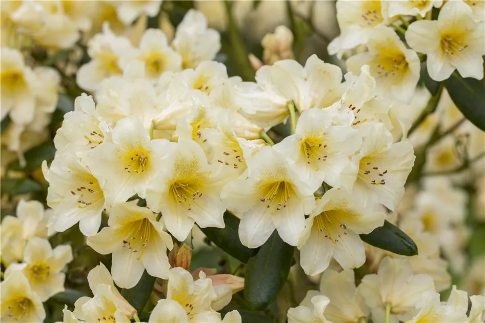 Rhododendron yakushimanum 'Millenium Gold'