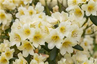  - Rhododendron yakushimanum 'Millenium Gold'