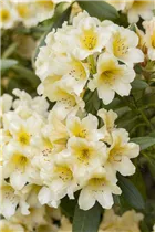  - Rhododendron yakushimanum 'Millenium Gold'