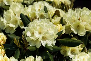  - Rhododendron yakushimanum 'Millenium Gold'