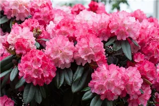  - Rhododendron yakushimanum 'Fantastica'