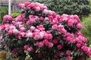  - Rhododendron yakushimanum 'Fantastica'