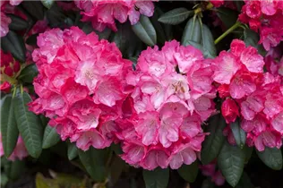  - Rhododendron yakushimanum 'Fantastica'
