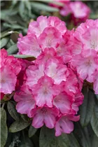  - Rhododendron yakushimanum 'Fantastica'