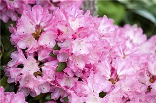  - Rhododendron yakushimanum 'Fantastica'