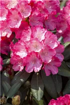  - Rhododendron yakushimanum 'Sonatine'