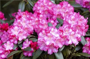  - Rhododendron yakushimanum 'Fantastica'