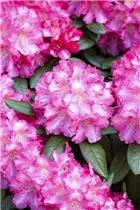  - Rhododendron yakushimanum 'Fantastica'