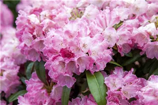  - Rhododendron yakushimanum 'Fantastica'
