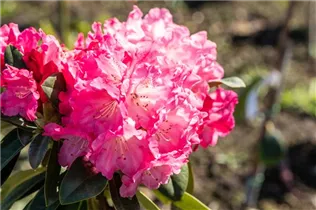  - Rhododendron yakushimanum 'Morgenrot'