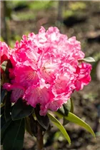  - Rhododendron yakushimanum 'Morgenrot'
