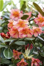  - Rhododendron yakushimanum 'Feuer und Flamme'